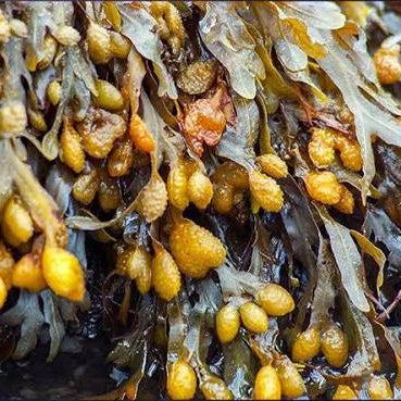 Bladderwrack
